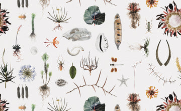 Cabinet of Natural Curiosities (colour)